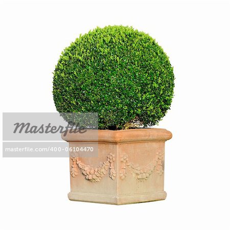 boxwood in clay pot isolated on white background