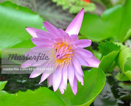 Blooming pink lotus flower