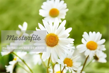 close up of white marguerite flowers in green grass