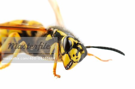 Wasp detailed portrait on white background