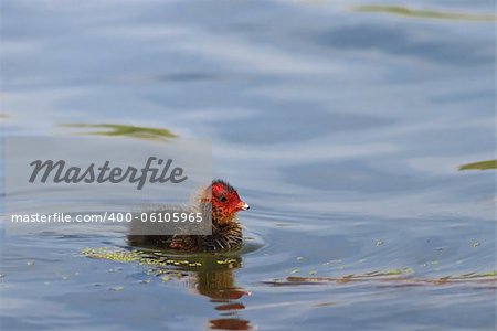 baby coot chicks (fulica atra) on lake