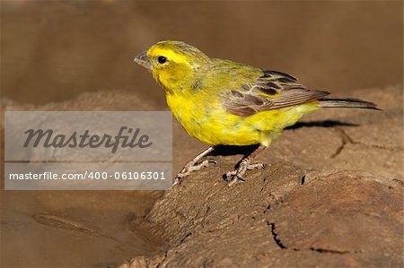 Yellow canary (Serinus mozambicus), Kalahari, South Africa