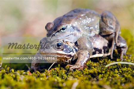 Male frog on top of another.