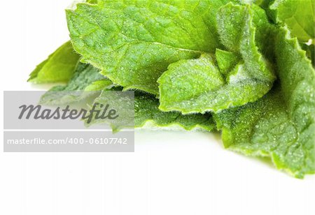 Fresh mint on a white background with water drops