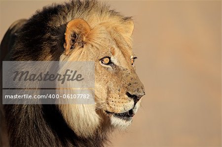 Portrait of a big male African lion (Panthera leo), South Africa