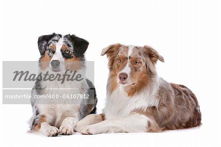 Two Australian Shepherd dogs in front of a white background