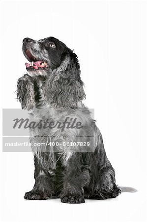 blue roan cocker spaniel in front of a white background