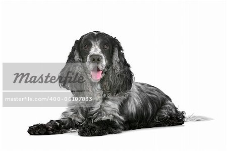 blue roan cocker spaniel in front of a white background