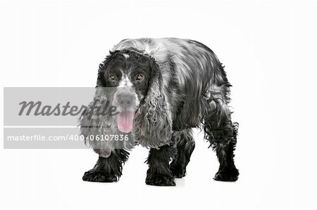 blue roan cocker spaniel in front of a white background