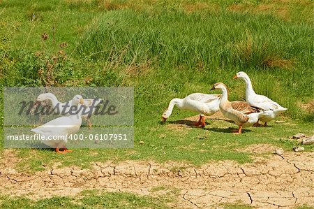 Group of five domestic geese in the pasture among green grass in springtime