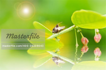 Insecte puceron vert nature ou dans le jardin