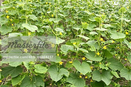 Cucumbers plants flowering in film greenhouses. The rapid growth in summer
