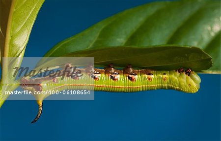 Macro shot of a hawks moth caterpillar on a leaf