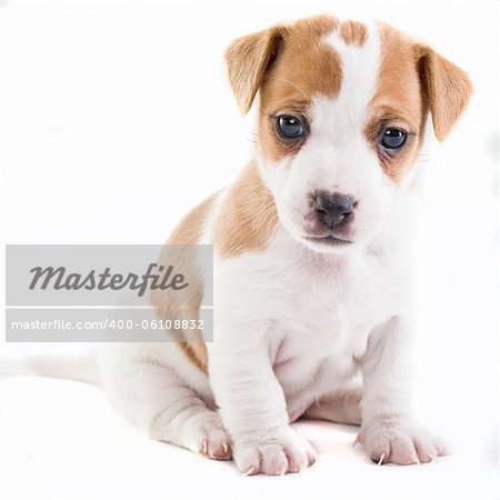 Jack Russel puppy sitting on isolated white background