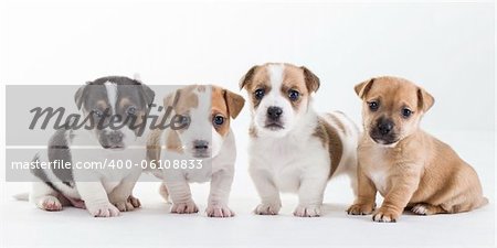 Four young Jack Russel pups on a row isolated