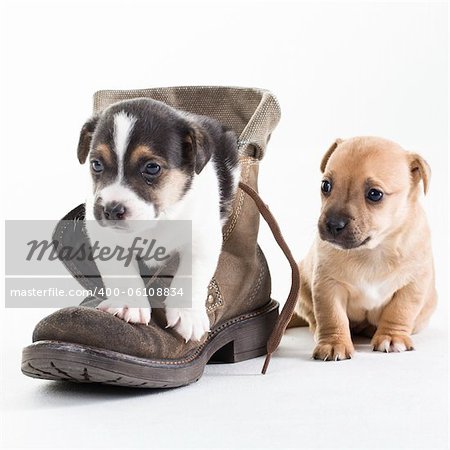 Two Jack Russel puppies in shoe on isolated background