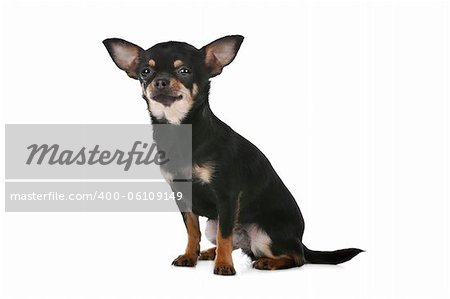 Chihuahua dog in front of a white background