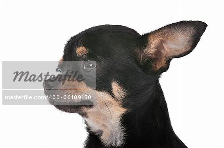 Chihuahua dog in front of a white background