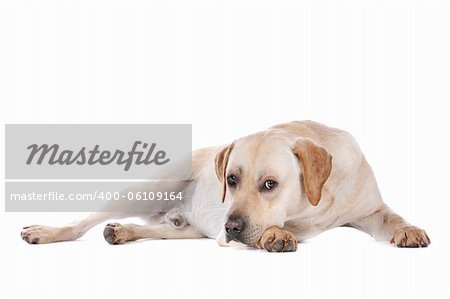 Labrador Retriever in front of a white background