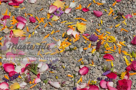 Pétales de fleurs sur le sol, Autriche