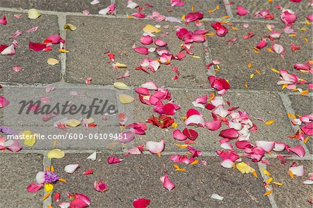 Pétales de fleurs sur le sol, Autriche