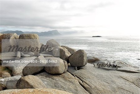 Penguins, Boulders Beach, Cape Peninsula, Western Cape, Cape Province, South Africa