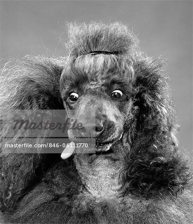 ANNÉES 1950 FRANÇAIS CANICHE EYES WIDE OPEN SUR CATCH DOG BISCUIT EN BOUCHE INTÉRIEURE