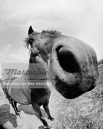 1970s EXTREME CLOSE-UP OF HORSE SHOT WITH FISH EYE LENS DISTORTED OUTDOOR
