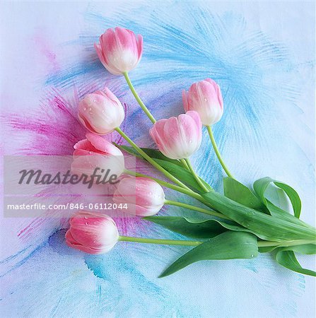 7 PINK TULIPS ON PINK & BLUE BACKGROUND