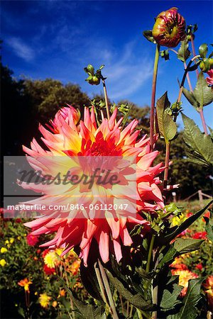 PINK AND ORANGE DAHLIA