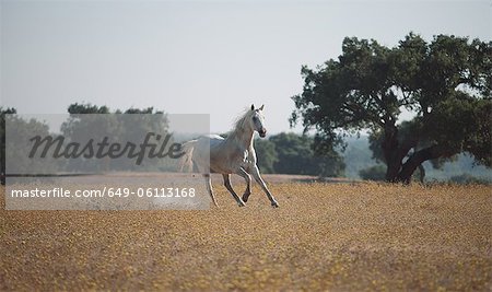 Horse running in field