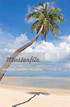 Palm tree on deserted Natien Beach, Koh Samui, Thailand