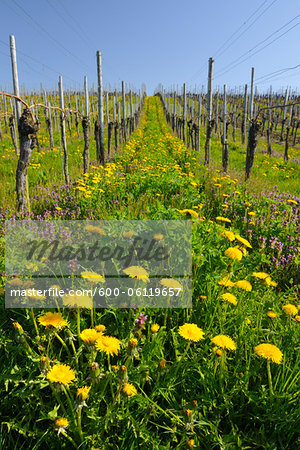 Vineyard with Dandelions in Spring, Hagnau, Baden-Wurttemberg, Germany