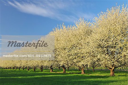 Cerisiers arbres, Appenweier, Ortenaukreis, Bade-Wurtemberg, Allemagne
