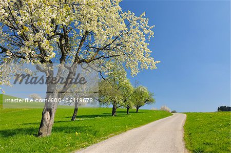 Cherry Trees and Country Road, Baden-Wurttemberg, Germany