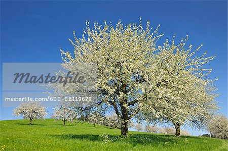 Cerisiers arbres et prés, Bade-Wurtemberg, Allemagne