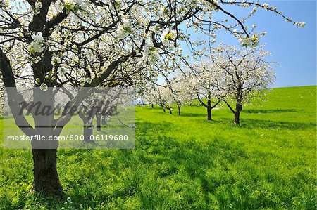 Cherry Trees, Baden-Wurttemberg, Germany