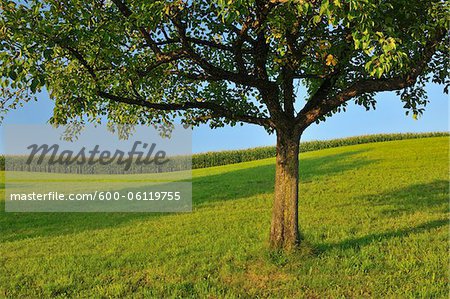 Pommier en été, Suisse Pommier en été, Suisse