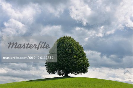 Lime Tree on Hill in Summer, Switzerland