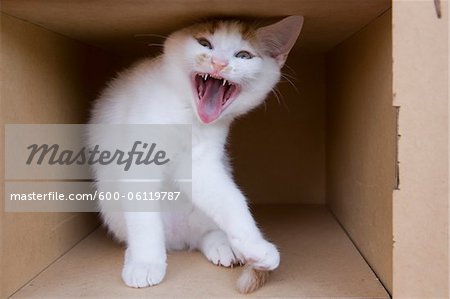 Hissing Kitten in Cardboard Box