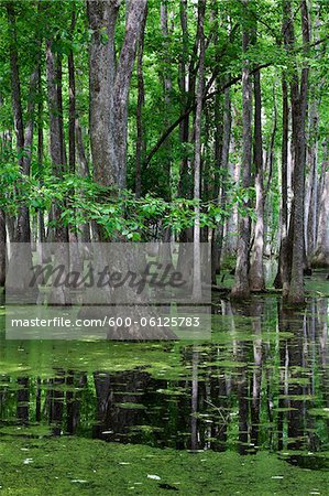 Cypress Swamp, Natchez Trace Parkway, Mississippi, Etats-Unis