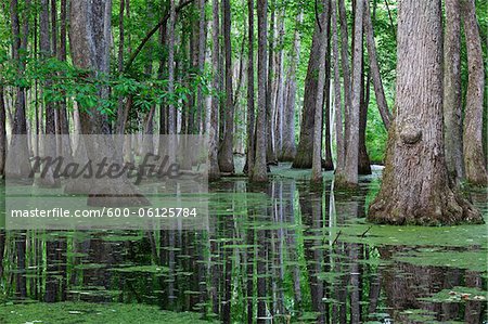 Cypress Swamp, Natchez Trace Parkway, Mississippi, USA Cypress Swamp, Natchez Trace Parkway, Mississippi, USA
