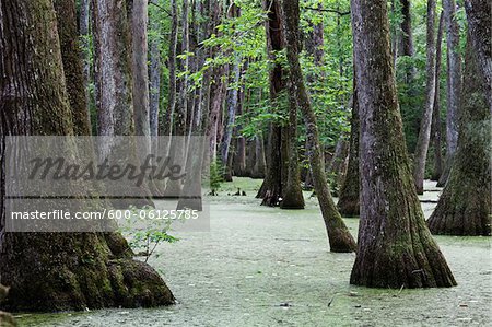 Cypress Swamp, Natchez Trace Parkway, Mississippi, Etats-Unis