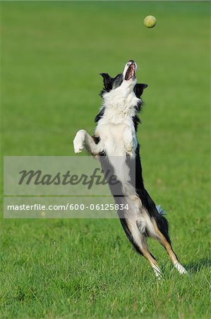 Border Collie, Bavaria, Germany