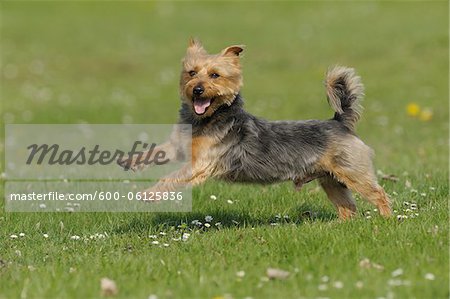 Terrier australien, Bavière, Allemagne