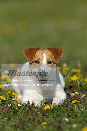 Jack Russell Terrier, Bayern, Deutschland