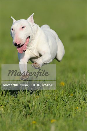 Bull Terrier, Bavaria, Germany