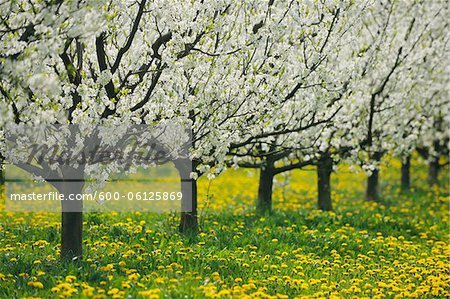 Cherry Trees, Bavaria, Germany