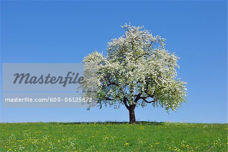 Pear Tree, Bavaria, Germany