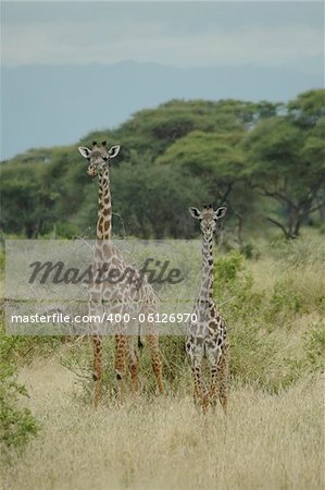 Pair of giraffe's, tarangire
